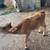 Meat Bottle Calfs 1 thumbnail