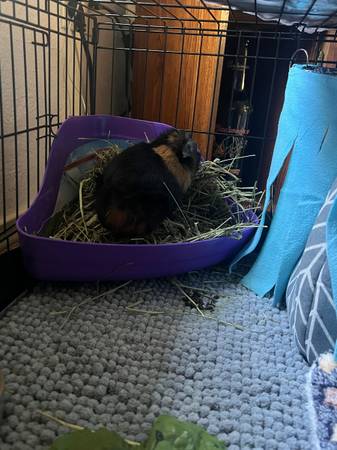 Guinea pigs63853558056321123