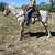 Horse 5 thumbnail