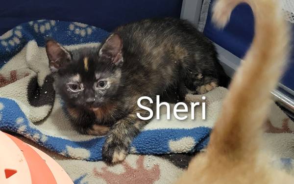 Purring Kittens!! (New Hill)64178875854210120