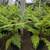 Australian Tree Fern 3 thumbnail