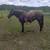 Fox Trotter Mare 1 thumbnail