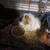 Guinea pigs 20.00 1 thumbnail