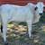 Gentle Yearling Brahman Bull 7 thumbnail