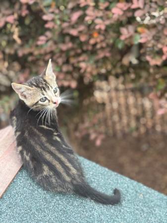 8 week old kittens, two males and two females63904506908034120