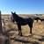 Warlander filly 1 thumbnail
