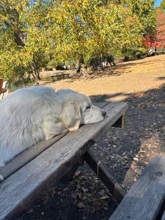 Re-homing Great Pyrenees dog (Olathe KS)63903108902274121