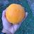 Freshly-picked Large Juicy Sweet Oranges FOR TRADE ONLY 3 thumbnail