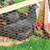 Pullets, various proliferate egg-layer breeds 5 thumbnail