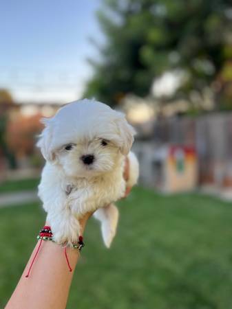 Shih tzu (Madera)63678139187587120