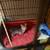 Kittens 12 thumbnail