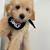 Mini goldendoodle male  10 weeks 1 thumbnail