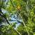 Tree Removal & Services-Springtime deals are almost over-FREE QUOTES 5 thumbnail
