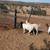 Medium goats for sale 6 thumbnail