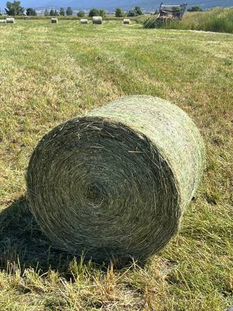 Horse hay 1