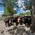 Bred cows 3 thumbnail