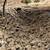 COBBLE ROCK / BOULDERS ** 2"- 2' RANDOM SIZES ** 8 thumbnail