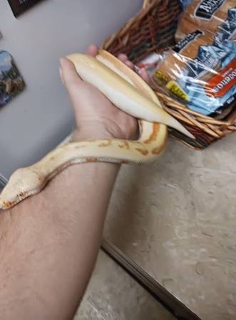 Blood Python/snake (Anchorage)63981298357379121
