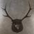 Vintage Sitka 9 point 1 thumbnail