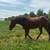 Nice project Gelding 4 thumbnail