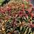 BROMELIADS, various types sizes and colors 20 thumbnail