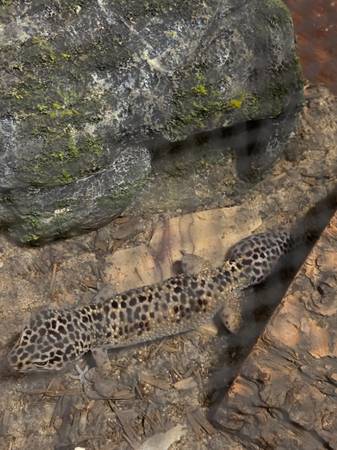 3 Leopard Geckos & a spotted African fat tail (Willow Springs)63839345417347120