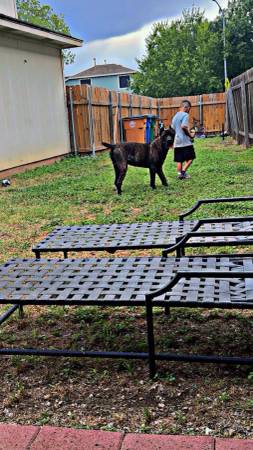 Rehoming Cane Corso (Austin)63975348978818122