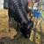 Dexter heifer 1 thumbnail