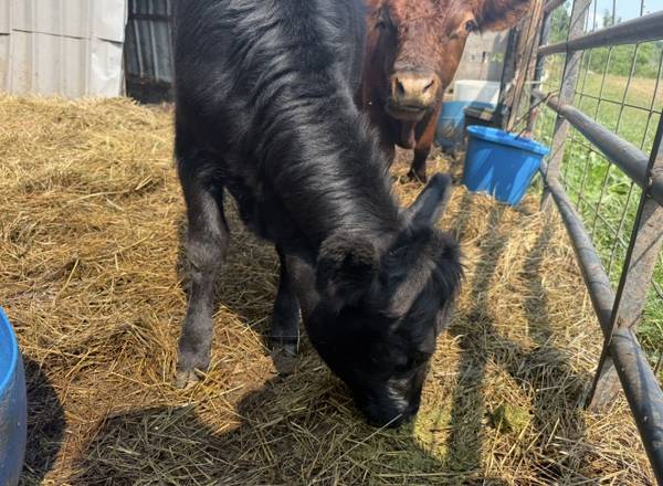 Dexter heifer 1