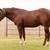 Sud Service: AQHA?APHA Gunner/Topsail Whiz 2 thumbnail
