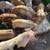 Piglets 5 thumbnail