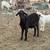 Goats! 9 thumbnail