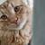 SWEETEST, BEAUTIFUL KITTEN 5 thumbnail