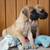 Looking for person with midwife birthing skills, for dogs 8 thumbnail
