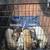 Kune Kune piglets 3 thumbnail