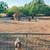 Boer Goat Commercial Seedstock Operation 4 thumbnail