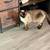 Siamese cat 1 thumbnail
