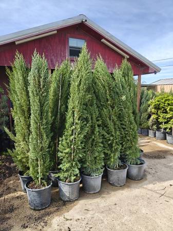 Italian cypress trees 1
