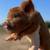 Kune Kune Piglets 1 thumbnail