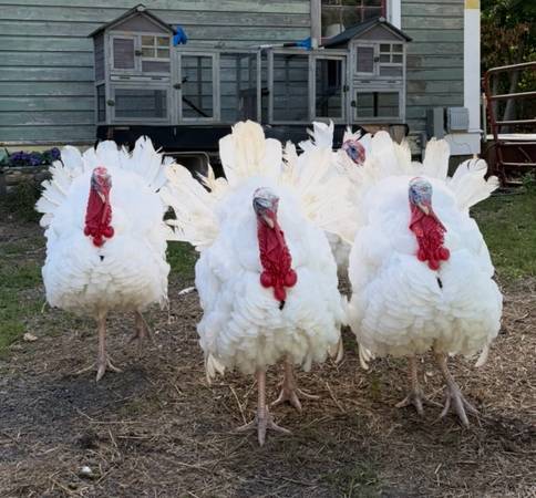 Turkeys 1
