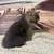 Kittens 9 thumbnail