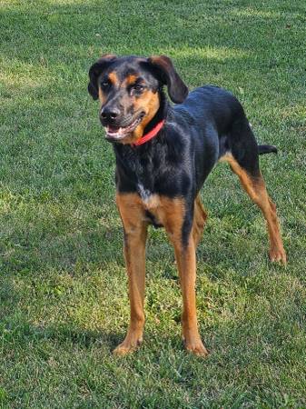 15 month old female black and tan dog (Sturgis)63854134870275121