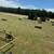 Bermuda Hay For Sale 2 thumbnail