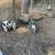 Kune Kune piglets 2 thumbnail