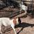 Boer goats 4 thumbnail