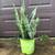 plant $ 10 each 4 thumbnail
