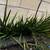 Plants 2 thumbnail