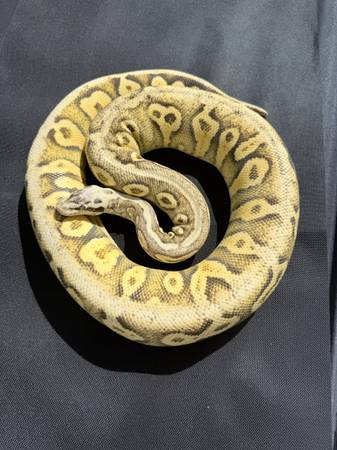 Ball python collection 1