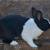 Small breed rabbits 12 thumbnail