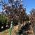 Tree cervices 5 thumbnail